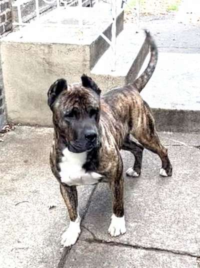 LUKA DE EL MIKE KENNEL