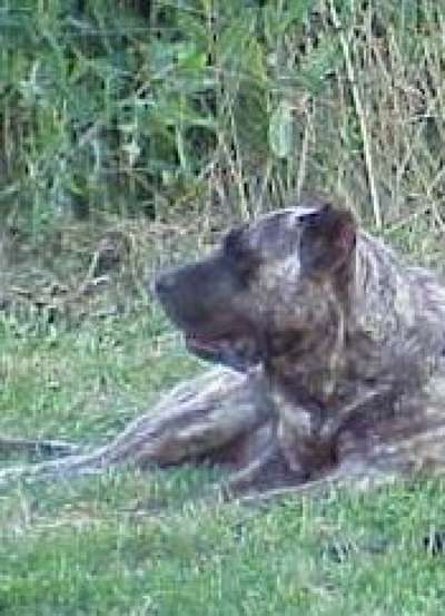DAYFA DE MAYANTIGOT (TANAGA AKA YESA MAYANTIGOT)