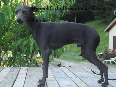 Hyppolite Du Domaine De Basso