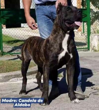 CANDELA DE ALDABO