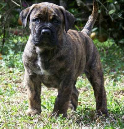 PRESA PERFECTION XERXES T.O.