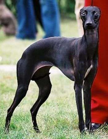 Lux Loral Black Pearl
