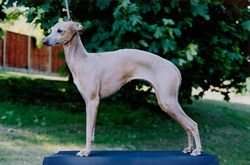 Jemalsheva Hathor