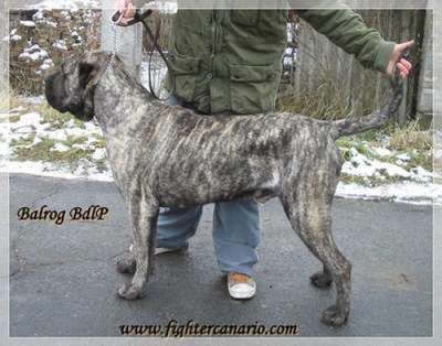 BALROG BALUARTE DE LOS PERROS