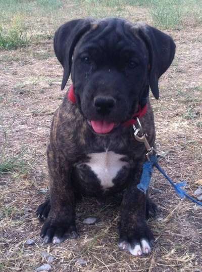 MINUTO93 PERRO DE PRESA BECERRIL