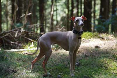 LeaAmantanie Cane Da Sogno