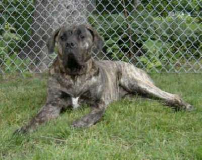 ZORAIDA DE MIDGARD KENNEL