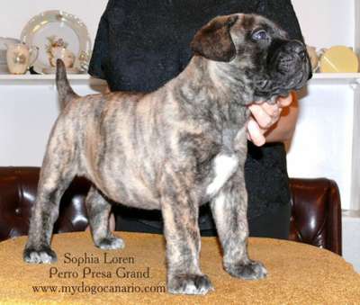 SOPHIA PERRO PRESA GRAND