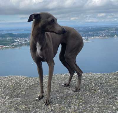 Hounds Of Yggdrasil's Diva