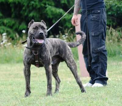 ARTUS DE LA LEGION