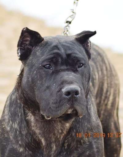 CANDY DE SABURO KENNELS