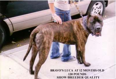 BRAVO KENNEL'S LUCA