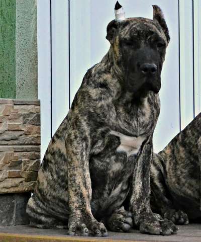 BATISTA BULLSARA DEL PEMBA