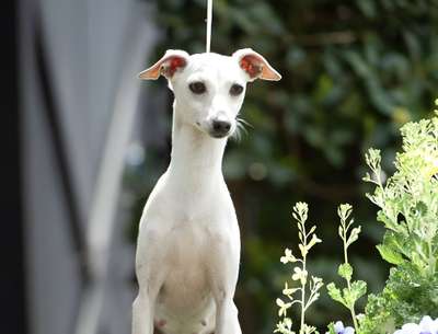 Unforgeable Venus Of'milo des Fees de l'Or Blanc