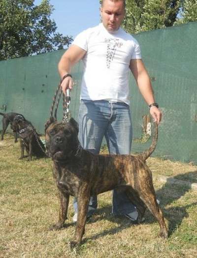 ENANO DE TARGOVISTE