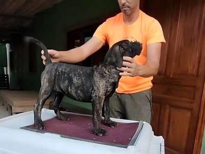 DAKOTA DE BREVIERCAN