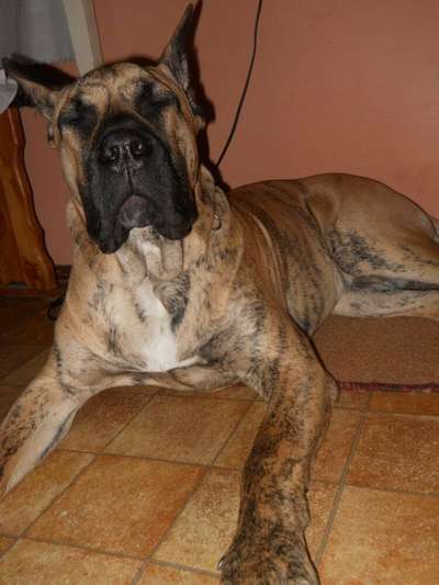 ACHILLES DOGOPOLIS