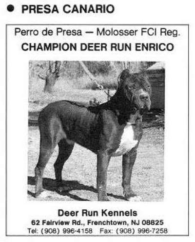DEER RUN ENRICO