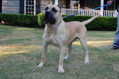 HAFFA DE WARSNEY
