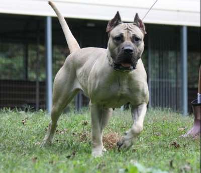 QUEEN DE MIDGARD (ZIVA)