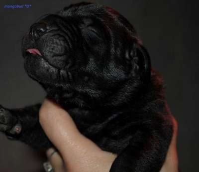 DRAGO DE MANGO BULL