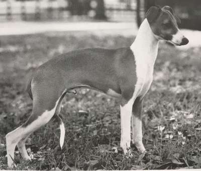 Bo-Bett's Milton Beryl