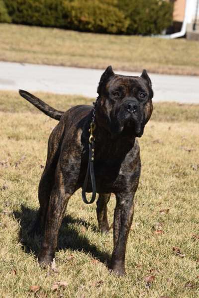 CHICAGO GLORY KENNELS OX