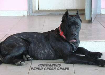 COMMANDOS PERRO PRESA GRAND