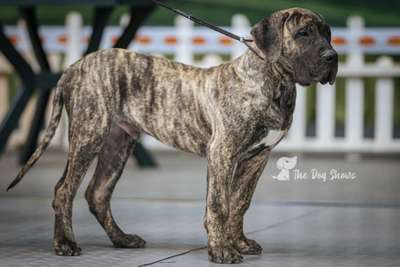 DAR PERRO LOCO DE HIERRO