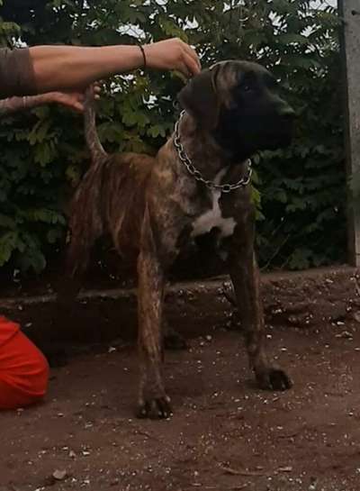 JADE BELLA DE PERROS VARNA
