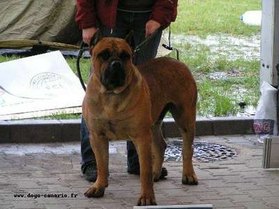 NUK DE BARNACAN BULL (SONNY, NUC)