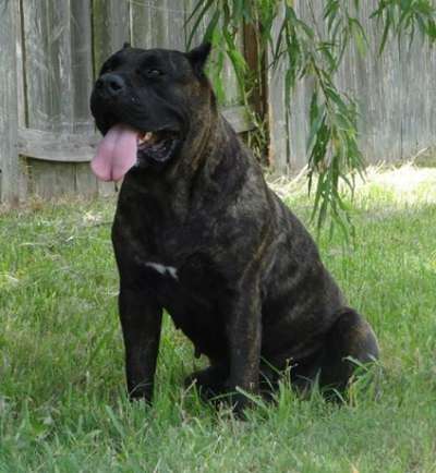 PRADERA'S COCO