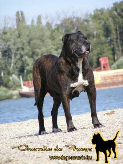 BATALLADOR DE PERRO AQUEDA (CHEYENNE)