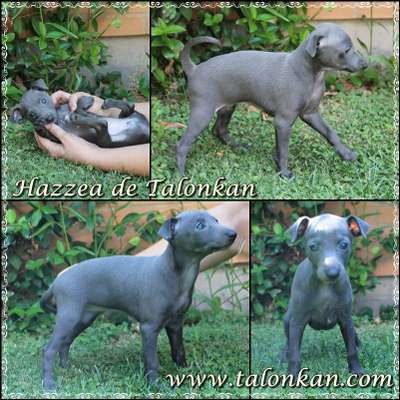 Hazzea de Talonkan