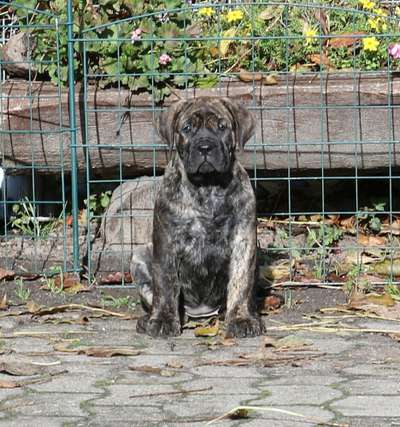 CELIA FINCA DE LAS ALMAS MANSAS