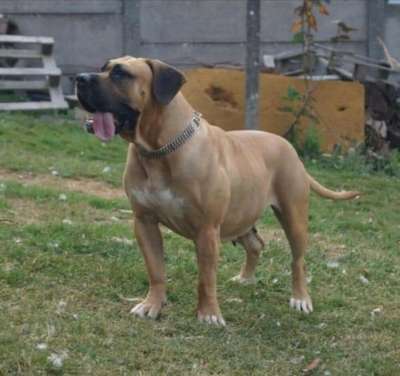 HORCA DE LA HUELLA DEL PRESA CANARIO