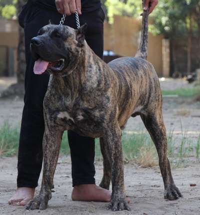 RAMSES DOG PUR