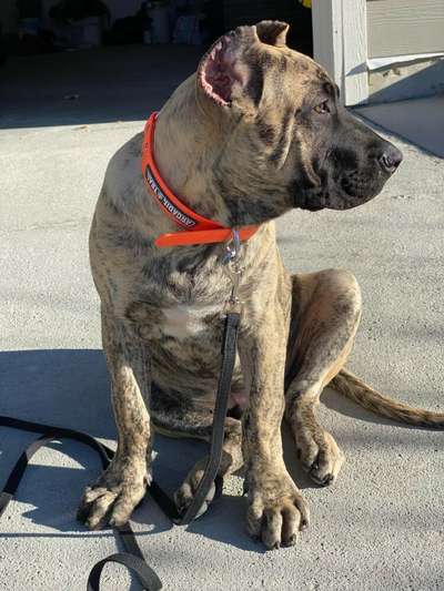 LUKA FROM PRESA GLADIATOR KENNEL