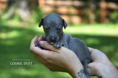 Novatica Cosmic Dust