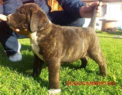 BOSS BULL CANARIO KORINA