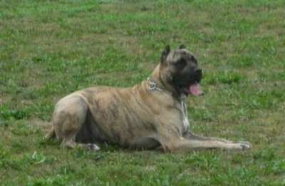 RED STAR LUCA