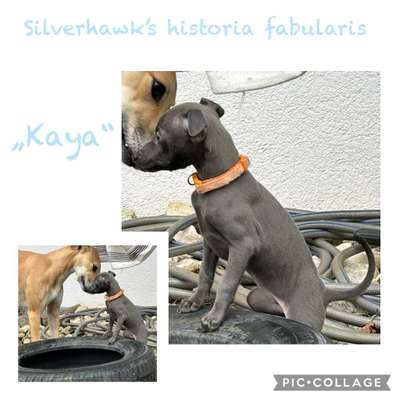 Silverhawk's Historia Fabulari