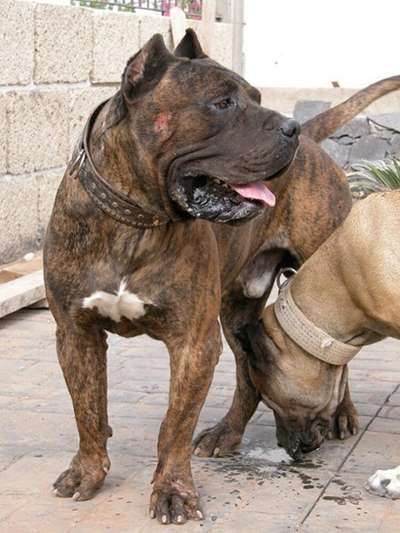 TENO DE PERRO DE LA TIERRA