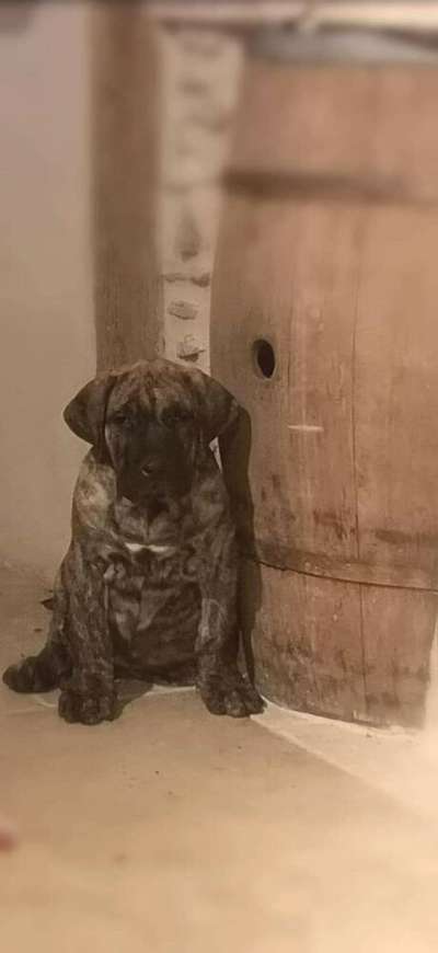 RAICKO DE LA HUELLA DEL PRESA CANARIO