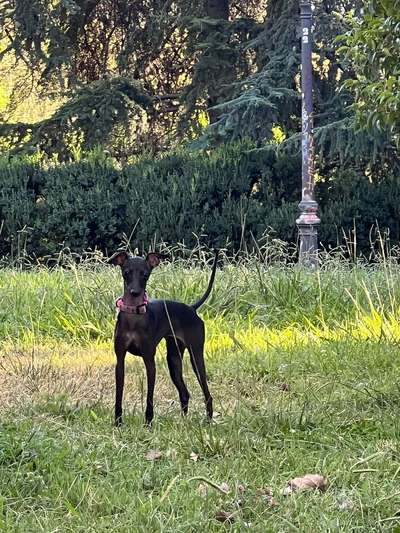 Coco de Hijos de la Dehesa