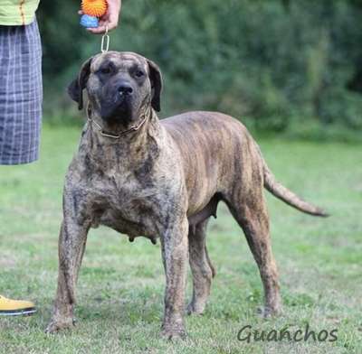 LAILA DE SAMCOR