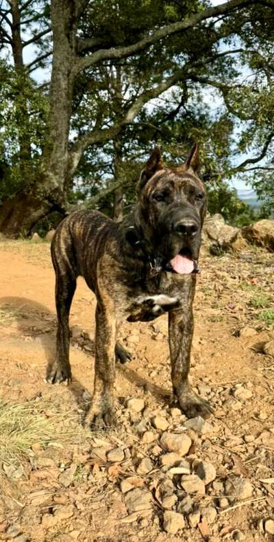 ZEUS M. R.