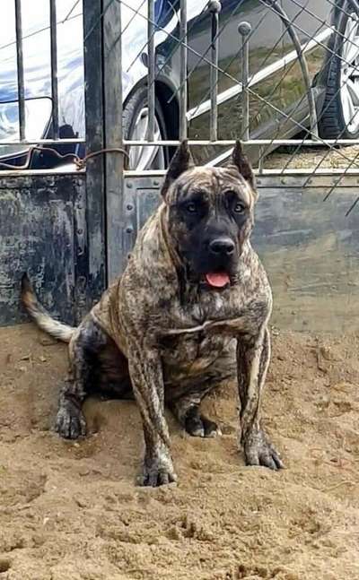 VIKI PERRO PRESA GRAND