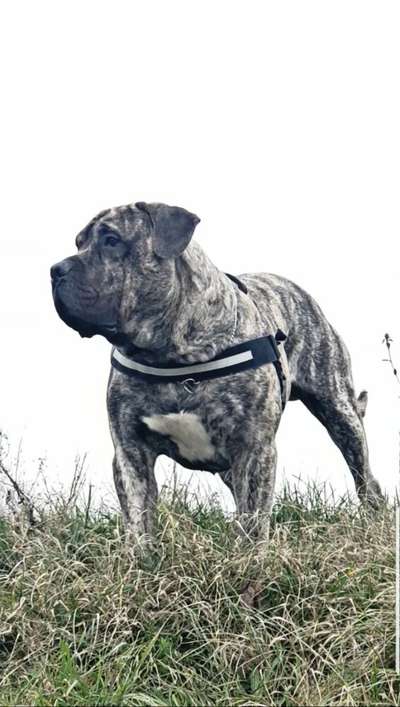 ERNY VALACHIADOG