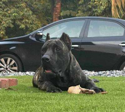 OSO DE CABEZA GRANDE